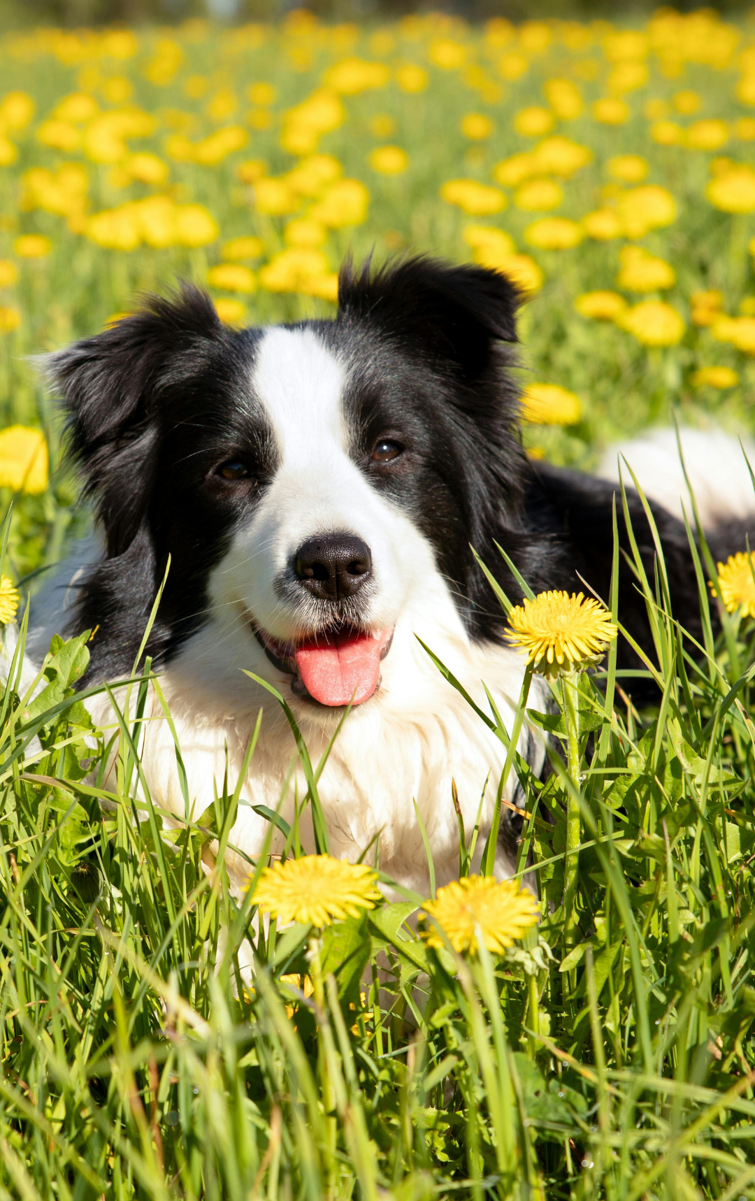 Kedvencekkel még szebb a pihenés!