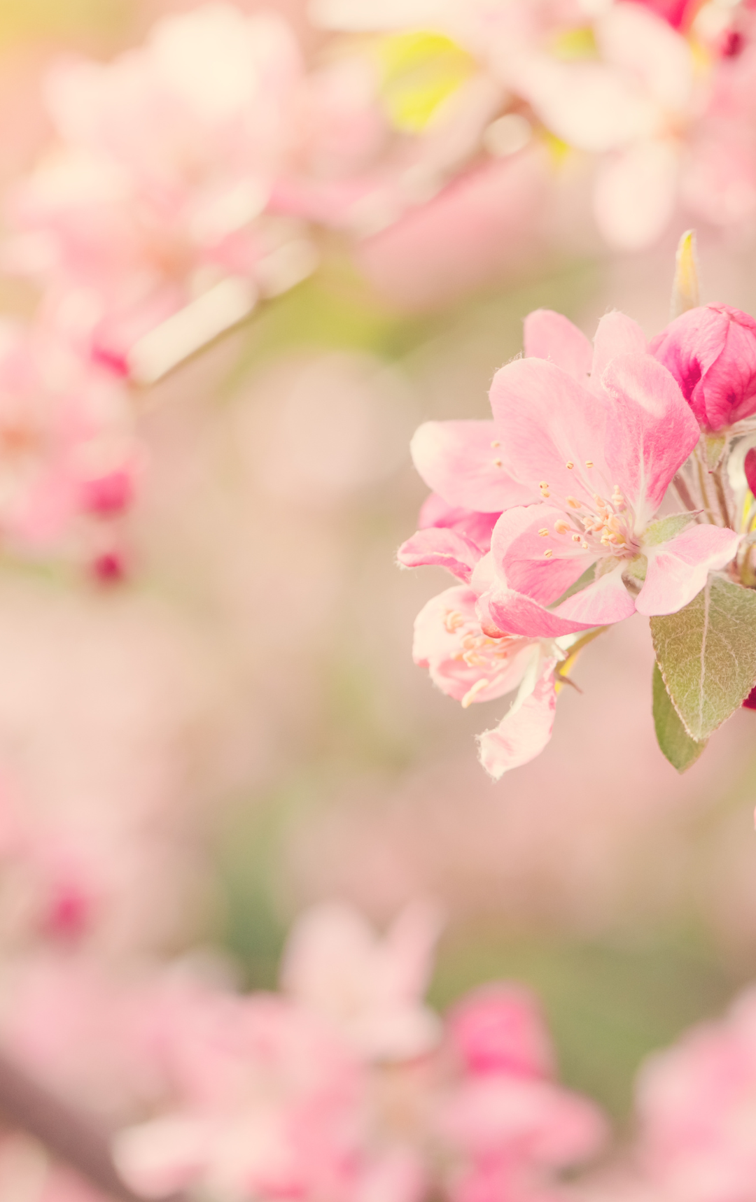 Tavaszköszöntő ajánlat